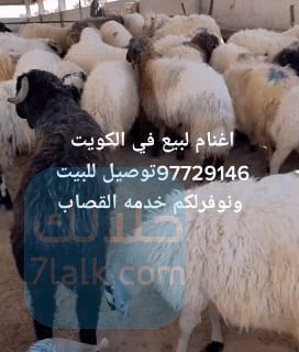 aghnam-llbyaa-thbayh-llbyaa-ghnm-llbyaa-97729146-big-0