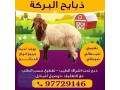 ghnm-llbyaa-thbayh-llbyaa-aghnam-llbyaa-ksab-alkoyt97729146-small-0