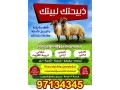 byaa-aghnam-thbayh-alkoyt-tosyl-thbayh-97134345-small-0
