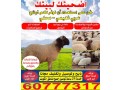 adahy-llbyaa-byaa-adahy-thbayh-llbyaa60777317-small-0