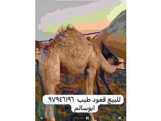 قعود تحت امه محلي