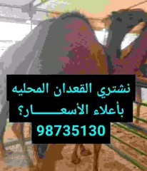 كبد