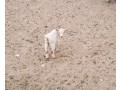 byaah-sryaah-small-0