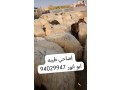 adahy-shfaly-mrboth-small-0