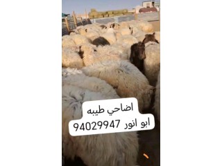 اضاحي شفالي مربوطه