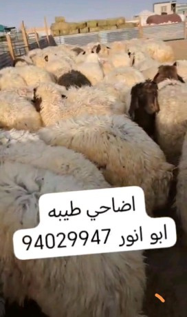 اضاحي شفالي مربوطه