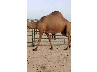 ناقه حايل ( اضحيه)