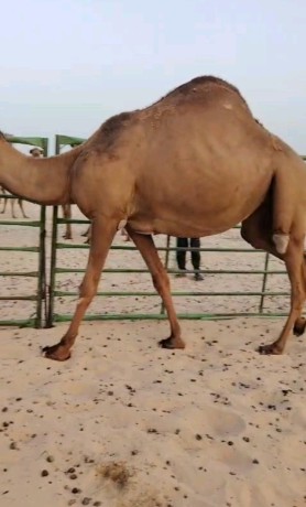 ناقه حايل ( اضحيه)