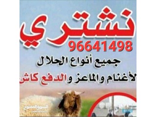 نشتري غنم وماعز مراح والعدد مفتوح
