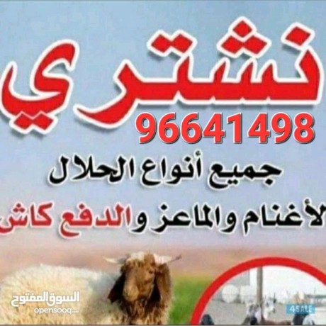 نشتري غنم وماعز مراح والعدد مفتوح