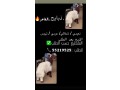 aaalan-llbyaa-hlal-small-0