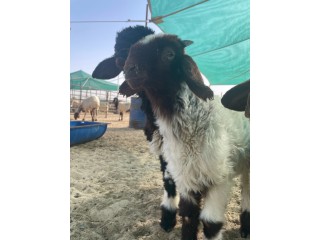 ذبايح نعيم + توصيل