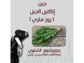 llbyaa-mntgat-almaaaz-small-3