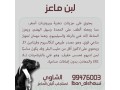 llbyaa-mntgat-almaaaz-small-1