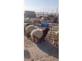 goakhyr-alghraaa-small-0