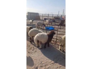 جواخير الجهراء