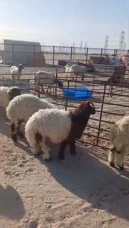 جواخير الجهراء