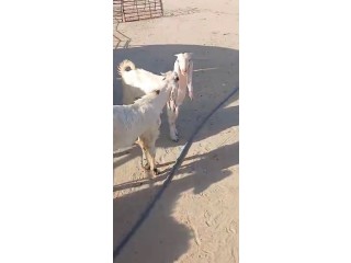 جواخير الجهراء