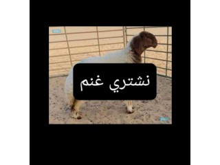 نشتري غنم ومعزه العدد مفتوح الدفع كاش