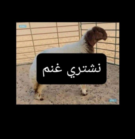 nshtry-ghnm-omaazh-alaadd-mftoh-aldfaa-kash-big-0