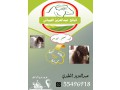 thbyah-aabdalaazyz-alaaybany-small-0