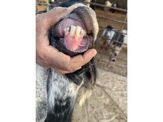 الرقة