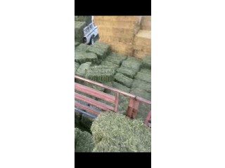للبيع برسيم عراقي
