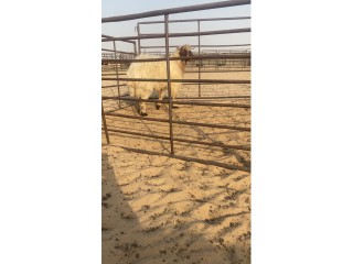 ذبايح نعيم عرب حري شفال تيوس