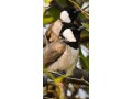 mzaraa-alofrh-tryk-700-small-0