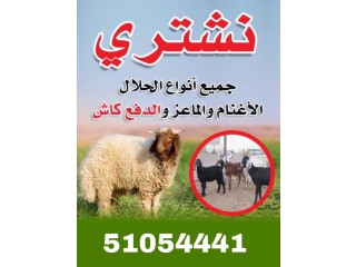 نشتري جميع انواع الحلال الاغنام و الماعز الدفع كاش