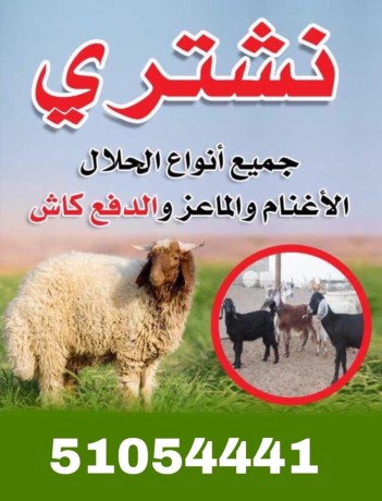 nshtry-gmyaa-anoaaa-alhlal-alaghnam-o-almaaaz-aldfaa-kash-big-0