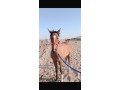 alsalmy-small-0