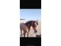 alsalmy-small-1