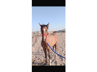 السالمي