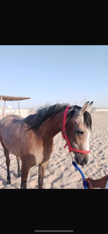 alsalmy-big-1