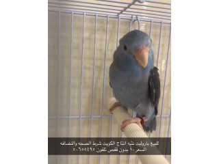 للبيع جميع أنواع الطيور