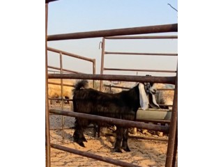 الرقة