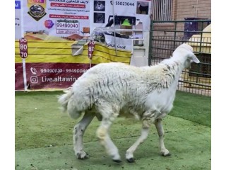 الجهراء