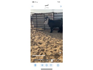 الرقة