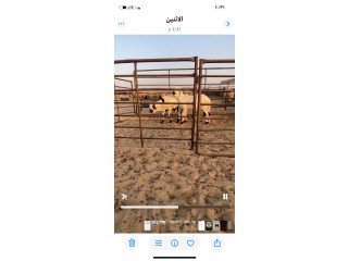 الرقه