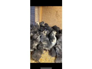 فروخ دجاج عقارب وحمر
