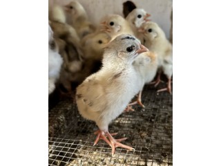 فروخ دجاج عزبي قديم