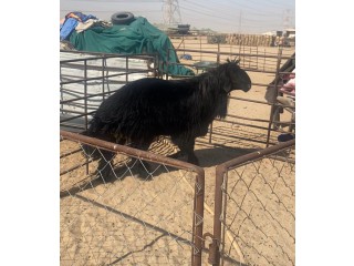 الرقة