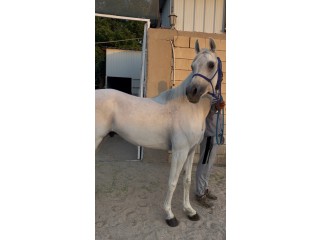 للبيع حصان مصري واهو