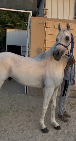 للبيع حصان مصري واهو