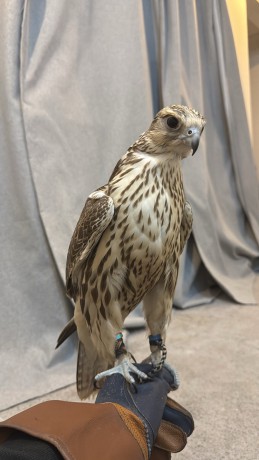 للبيع جير حر قرموشه فرخ