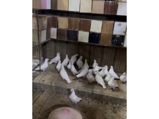 للبيع حمام لاحم فرنسي