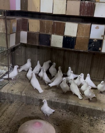 llbyaa-hmam-lahm-frnsy-big-0