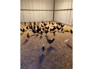 للبيع دجاج ودياجه وفروخ وصيصان وحمام