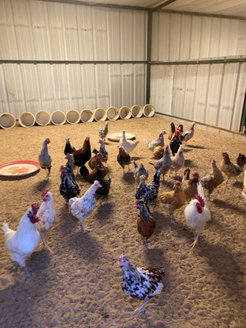 llbyaa-dgag-odyagh-ofrokh-osysan-ohmam-big-1